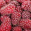 Tayberry
