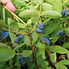 Honeyberry Altaj Honeyberry Altaj