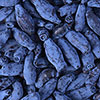 Honeyberry Altaj Honeyberry Altaj