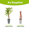 Honeyberry Altaj Honeyberry Altaj