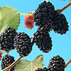 Morus Mojo Berry Standard Trees Morus Mojo Berry Standard Trees