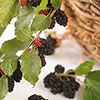 Morus Mojo Berry Standard Trees Morus Mojo Berry Standard Trees