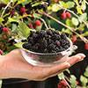 Morus Mojo Berry Standard Trees Morus Mojo Berry Standard Trees