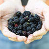 Morus Mojo Berry Standard Trees Morus Mojo Berry Standard Trees