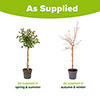 Morus Mojo Berry Standard Trees Morus Mojo Berry Standard Trees