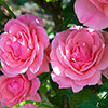 Patio Standard Pink Rose Patio Standard Pink Rose