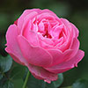 Patio Standard Pink Rose Patio Standard Pink Rose