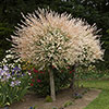 Flamingo Willow Salix Hakuro-nishiki Standard Tree