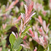 Flamingo Willow Salix Hakuro-nishiki Standard Tree