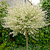 Flamingo Willow Salix Hakuro-nishiki Standard Tree