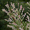 Flamingo Willow Salix Hakuro-nishiki Standard Tree