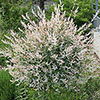 Flamingo Willow Salix Hakuro-nishiki Standard Tree