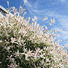 Flamingo Willow Salix Hakuro-nishiki Standard Tree