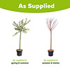 Flamingo Willow Salix Hakuro-nishiki Standard Tree