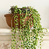 String of Beads Houseplant String of Beads Houseplant