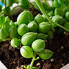 String of Beads Houseplant String of Beads Houseplant