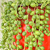 String of Beads Houseplant String of Beads Houseplant