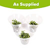 String of Beads Houseplant String of Beads Houseplant