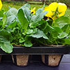 Skelly Tray and Jiffy Pots Skelly Tray and Jiffy Pots