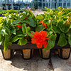 Skelly Tray and Jiffy Pots Skelly Tray and Jiffy Pots