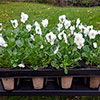 Skelly Tray and Jiffy Pots Skelly Tray and Jiffy Pots