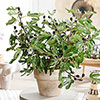 Ficus Little Miss Figgy Ficus Little Miss Figgy