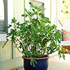 Ficus Little Miss Figgy Ficus Little Miss Figgy