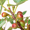 Ficus Little Miss Figgy Ficus Little Miss Figgy