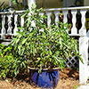 Ficus Little Miss Figgy Ficus Little Miss Figgy