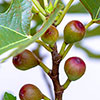 Ficus Little Miss Figgy Ficus Little Miss Figgy