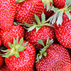 Strawberry Sweet Colossus