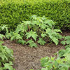 Strulch Mineralised Straw Garden Mulch