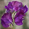 Sweet Pea Cut Flower Mix 
