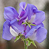 Sweet Pea Cut Flower Mix 