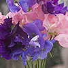 Sweet Pea Cut Flower Mix 