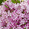 Lilac Palibin Standard Lilac Palibin Standard