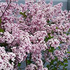 Lilac Palibin Standard Lilac Palibin Standard