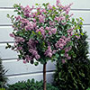 Lilac Palibin Standard Lilac Palibin Standard