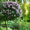 Lilac Palibin Standard Lilac Palibin Standard