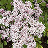 Lilac Palibin Standard Lilac Palibin Standard