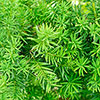 Yew Hedging Plant - Taxus baccata Yew Hedging Plant - Taxus baccata