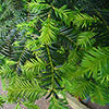 Yew Hedging Plant - Taxus baccata Yew Hedging Plant - Taxus baccata