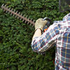 Yew Hedging Plant - Taxus baccata Yew Hedging Plant - Taxus baccata