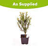 Yew Hedging Plant - Taxus baccata Yew Hedging Plant - Taxus baccata