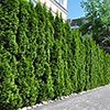 Thuja Smaragd