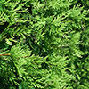 Thuja Smaragd