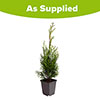 Thuja Smaragd