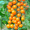 Cherry Tomato Sungold SuperSweet Cherry Tomato Sungold SuperSweet