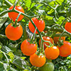 Cherry Tomato Sungold SuperSweet Cherry Tomato Sungold SuperSweet