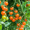 Cherry Tomato Sungold SuperSweet Cherry Tomato Sungold SuperSweet
